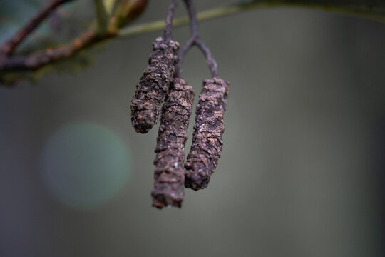 Close up of alder tree catkins hanging from branch, detailed macro view of natural woodland texture, forest botany and seasonal growth elements in autumn