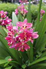 pink rose bush a lot and leaf green beautiful