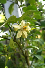 cedar blossom green tree leaves