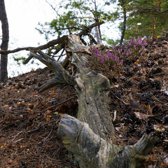 Heideblüte mit Totholz in der Sächsischen Schweiz