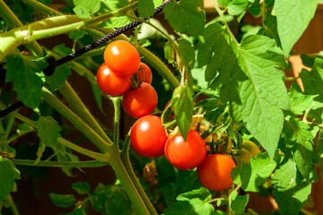 Urban gardening: cherry tomatoes ripe on the vine in a big city backyard