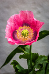 pink poppy flower