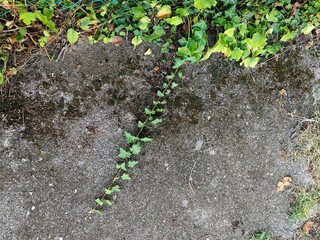 green moss on the ground