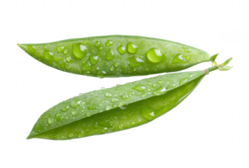 two fresh green pea pod leaves