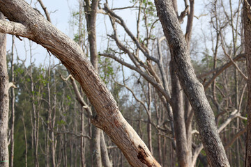 Dry forest trees with bare branches in nature landscape under clear daylight sky