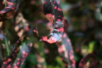 Close-up macro photograph of a curved croton leaf with a fresh water drop at the tip. The tropical plant displays striking red and green patterns, symbolizing freshness, vitality, and natural beauty.