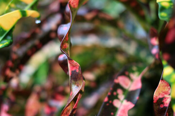 Macro close-up of a colorful croton leaf showing its natural curves and vibrant patterns in green, red, and yellow. The abstract texture highlights the beauty of tropical foliage with soft blurred bac