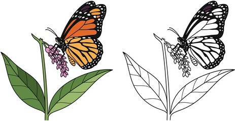 Monarch Butterfly on Milkweed Plant - Hand Drawn Vector Illustration, Color and Outline Versions Included