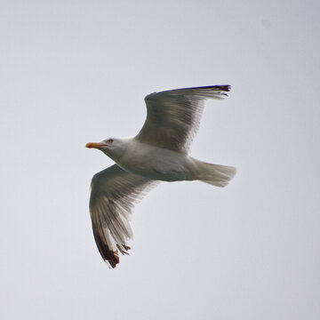 Go&eacute;land volant