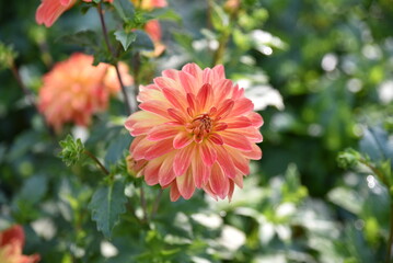 Dahlia rose au jardin en été
