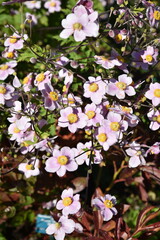 Anemone hupehensis japonica au jardin en été