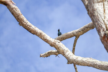 Small bird perched on dry tree branch against clear bright blue sky background