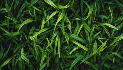 The image shows a dense collection of long, slender, green grass blades, many of which have visible water droplets.