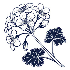 geranium white true with leaves 