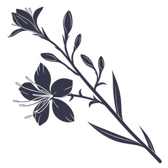 black and white gaura lindheime