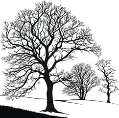 Obraz premium A vector silhouette of a bare oak tree with a few branches against a white background, perfect for a winter or autumn nature scene