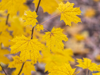 Maple branches with yellow leaves in autumn, in the light of sunset.