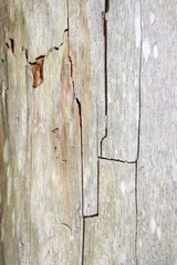 Old wooden plank surface with natural cracks and vintage texture for background design