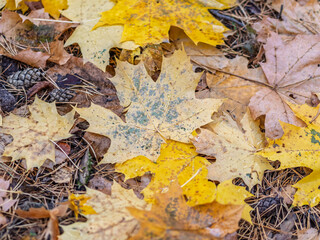 Orange and yellow fallen leaves in the sunlight.