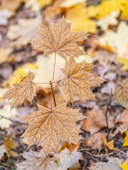 Maple branches with yellow leaves in autumn, in the light of sunset.
