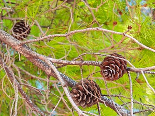 Pine cones hanging from branches surrounded by vibrant green pine needles in bright daylight