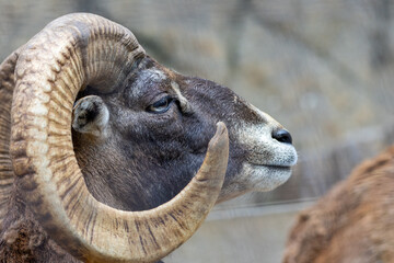 ムフロンの横顔