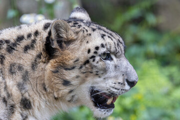 口を開けているユキヒョウ