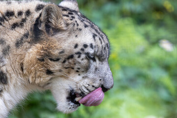 口の周りを舐めているユキヒョウ