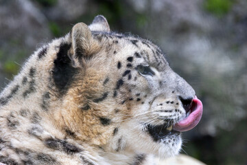 舌舐めずりをしているユキヒョウ