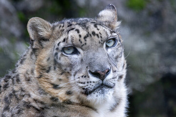 絶滅危惧種のユキヒョウ