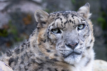 こちらを見ている一頭のユキヒョウ