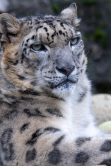 座っているユキヒョウ