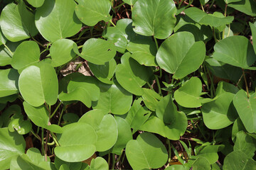 Fresh green tropical leaves growing naturally in outdoor environment with sunlight