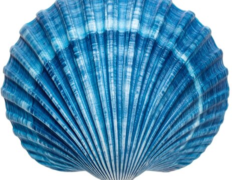 Vibrant blue seashell