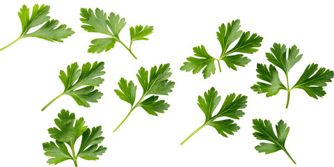 Fresh green parsley leaves isolated on transparent background