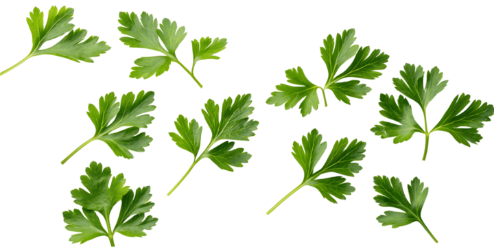 Fresh green parsley leaves isolated on transparent background