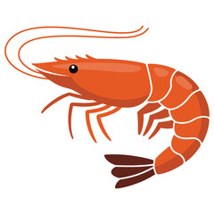 cooked shrimp on a white