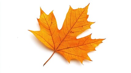 Autumn maple leaf isolated
