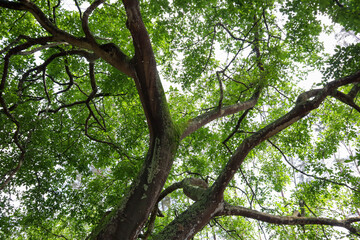 Tall tree branches with lush green leaves viewed from below