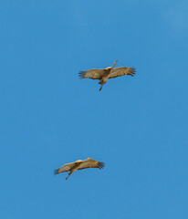 Sandhill cranes flying against blue sky