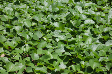Wide ground cover of fresh green leaves under sunlight