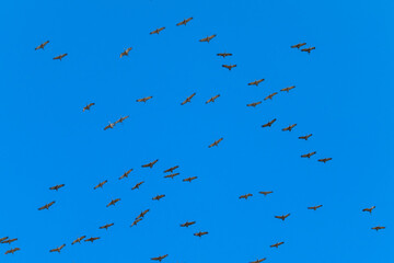 Sandhill cranes flying against blue sky