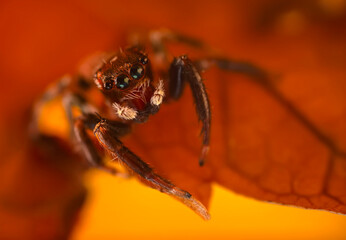 A photo of a spider photographed in its natural habitat. Natural background. Jumping Spider.