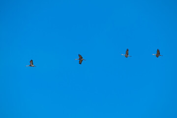 Sandhill cranes flying against blue sky