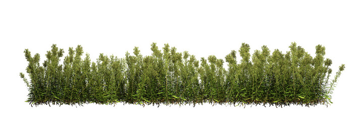 3d render ofConyza a flowering plant, an evergreen  shrub, isolated over transparent background, PNG cut-out	
