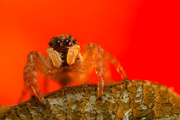 A photo of a spider photographed in its natural habitat. Natural background. Jumping Spider.
