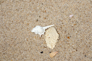 Close up seashell and coral fragment lying on sandy beach surface