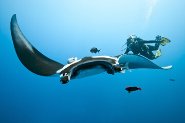 Big manta and diver on the blue background