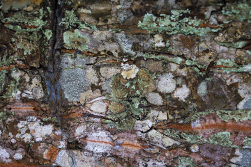 Close up natural texture of old tree bark with moss and lichen details