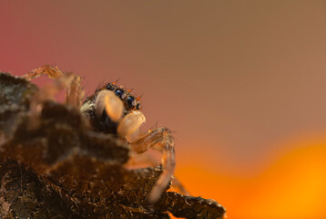 A photo of a spider photographed in its natural habitat. Natural background. Jumping Spider.